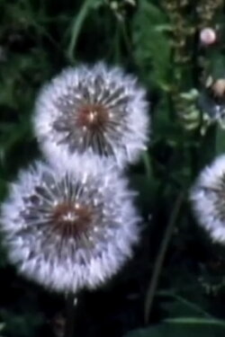 One Star (2000)