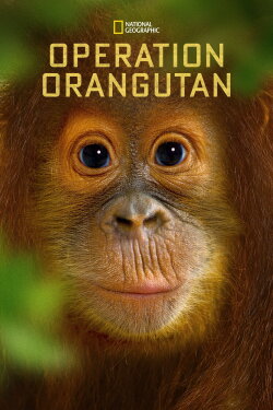 Operation Orangutan (2015) Operation Orangutan (2015)