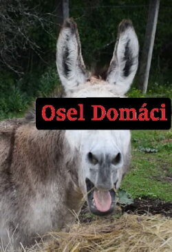 Osel domácí (2020) Osel domácí (2020)