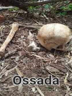 Ossada (2024) Ossada (2024)