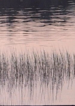Ostensibly (1989)