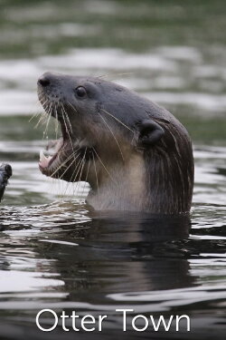 Otter Town (2016) Otter Town (2016)