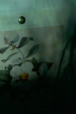 out of touch (franklinia still life) (2023) out of touch (franklinia still life) (2023)