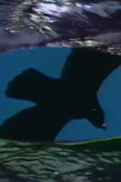 PAL or Never The Same Color (1988) PAL or Never The Same Color (1988)