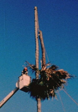 Palm Down (2012)