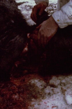 Pan 697 (1974)