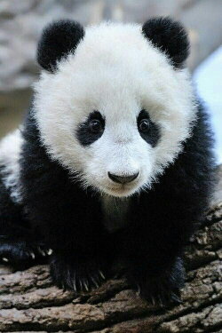 Panda Babies (2015) Panda Babies (2015)