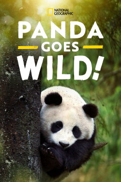 Panda Goes Wild (2021)