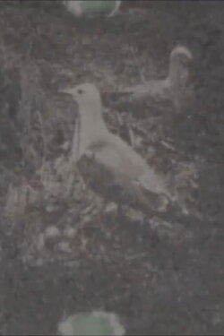 Paradise on a Deserted Island, Part 1 (1933)
