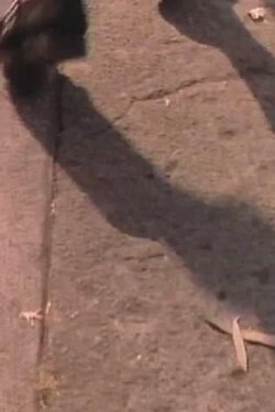 Pasos por la Ciudad (1990) Pasos por la Ciudad (1990)
