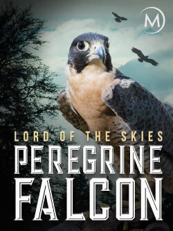 Peregrine Falcon: Lord of the Skies (2018) Peregrine Falcon: Lord of the Skies (2018)