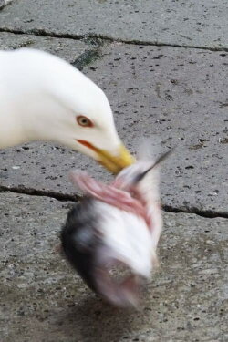 Pescaria (2019) Pescaria (2019)