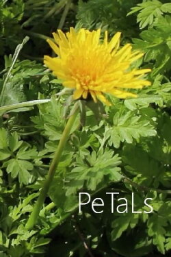 PeTaLs (2024)