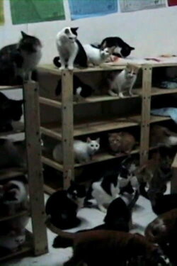 Pets' Republic of China (2012) Pets' Republic of China (2012)
