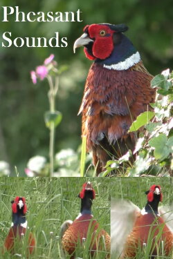 Pheasant Sounds (2022)