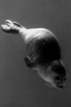 Phoca vitulina - Schwimmen und Tauchen (1955) Phoca vitulina - Schwimmen und Tauchen (1955)