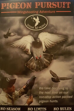 Pigeon Pursuit (2010) Pigeon Pursuit (2010)