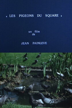 Pigeons in the Square (1982) Pigeons in the Square (1982)