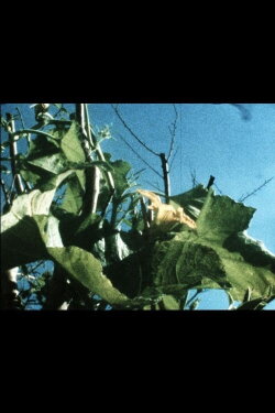 Plantlife (2020) Plantlife (2020)