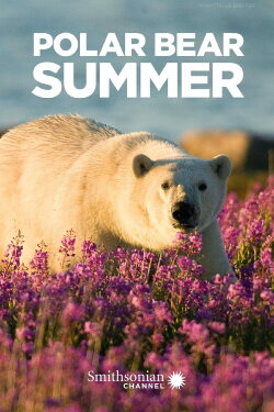 Polar Bear Summer (2015) Polar Bear Summer (2015)