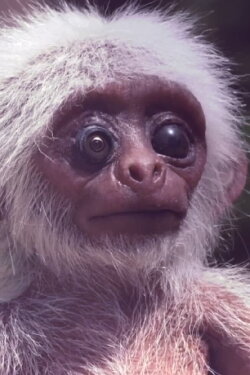 Polycephaly in D (2021) Polycephaly in D (2021)