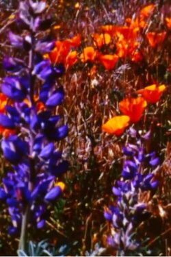Poppy Fields Forever (2011)