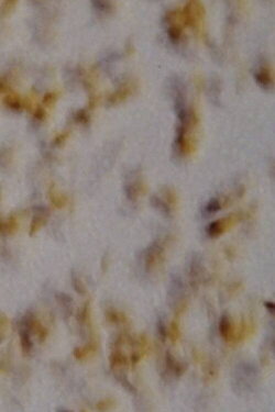 Pouring Grain (2000)
