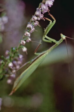 Praying Mantis (1959) Praying Mantis (1959)