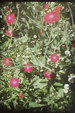 Precarious Garden (2004)