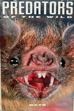 Predators of the Wild: Bats (1991)