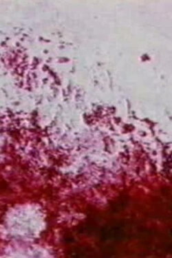 Prelude 1 (1995)