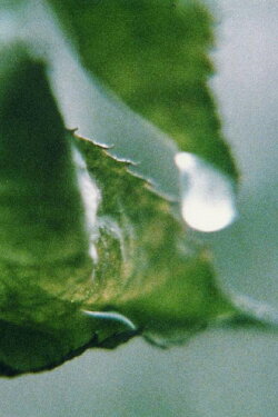 Prelude in D-flat major, Op. 28 (1997) Prelude in D-flat major, Op. 28 (1997)