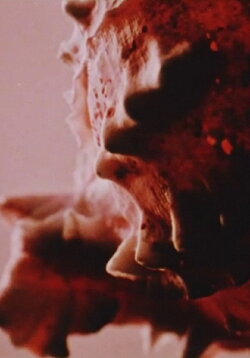 Private Property (Public Domain) (1991)