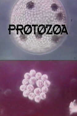 Protozoa (1993) Protozoa (1993)