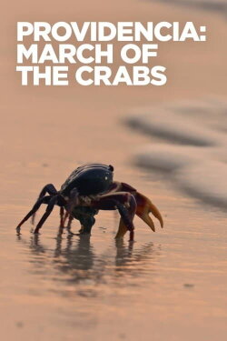 Providencia March of the Crabs (2020) Providencia March of the Crabs (2020)