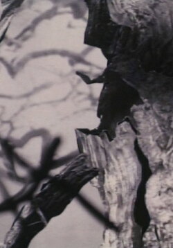 Ptaszor (1987)