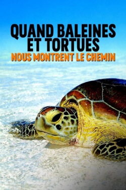 Quand baleines et tortues nous montrent le chemin (2020) Quand baleines et tortues nous montrent le chemin (2020)