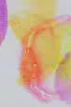 Rainbow Party (2009)