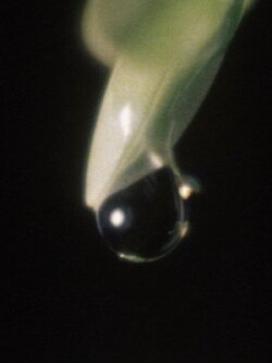 Raindrop (1975)