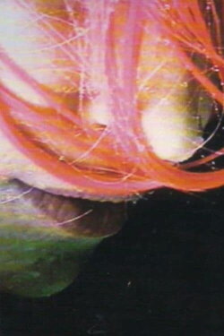 Rainwoman (I Am Called a Plant) (1999) Rainwoman (I Am Called a Plant) (1999)