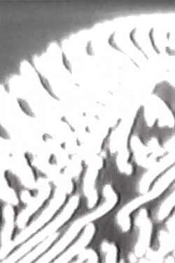 Réaction 26 (1971)