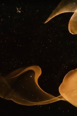 Rehla: Limbo (2020) Rehla: Limbo (2020)