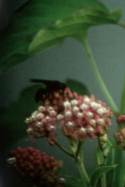 Remembrance and Goodbye (1968)