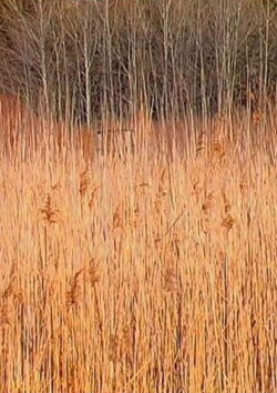 Retour à Walden (Une économie) (2008) Retour à Walden (Une économie) (2008)