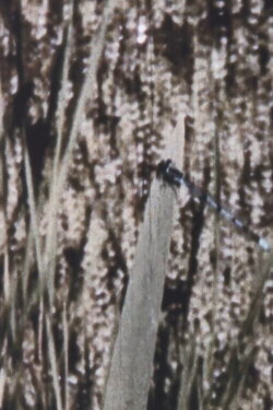Rhapsody in Green (1970) Rhapsody in Green (1970)