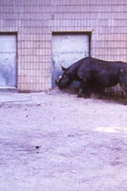 Rhinoceroses (1987)