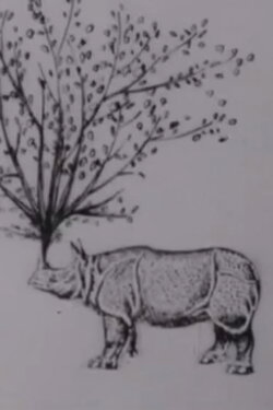 Rhinomorphose (1965)