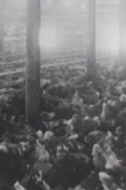 Rhode Island Red (1968)