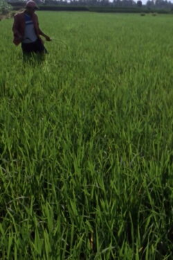 Rice for Sale (2013)