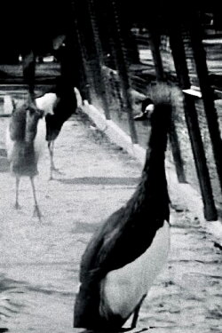 Ritm-Zoo (1956)